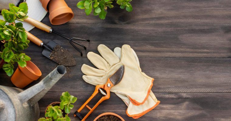5 plantas que ayudarán a refrescar tu casa naturalmente