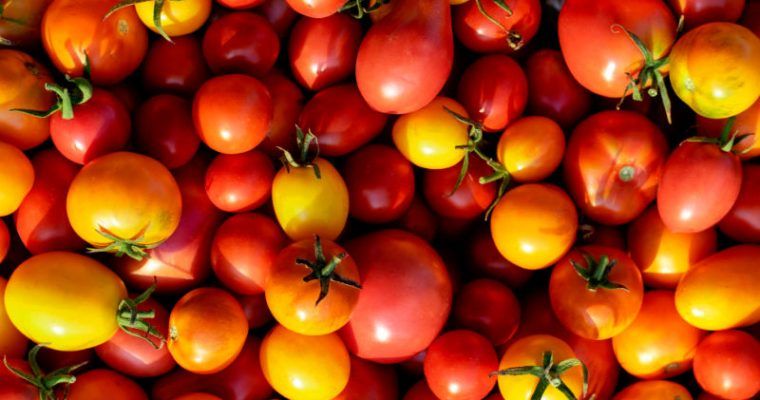 Elige el tomate correcto: Tipos y características de cada uno