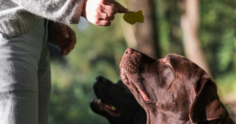 Cómo ser adiestrador canino: Claves y Consejos