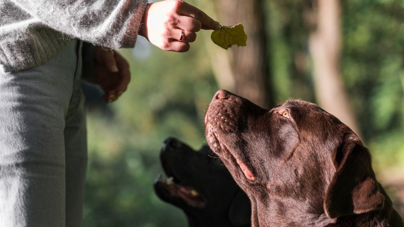 Cómo ser adiestrador canino: Claves y Consejos