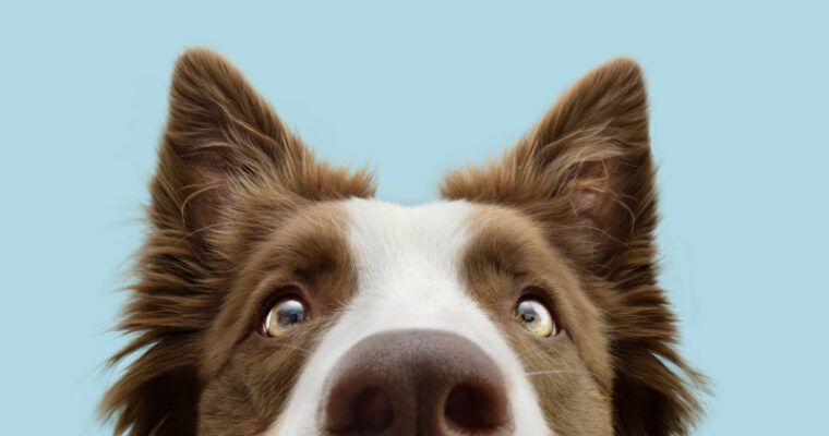 Alimentos naturales para perros: Beneficios y recomendaciones