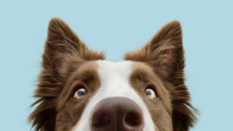 Alimentos naturales para perros: Beneficios y recomendaciones