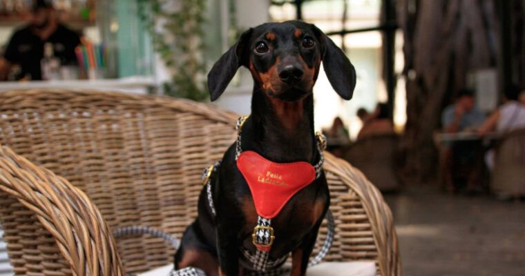 Cómo elegir el arnés perfecto para tu perro