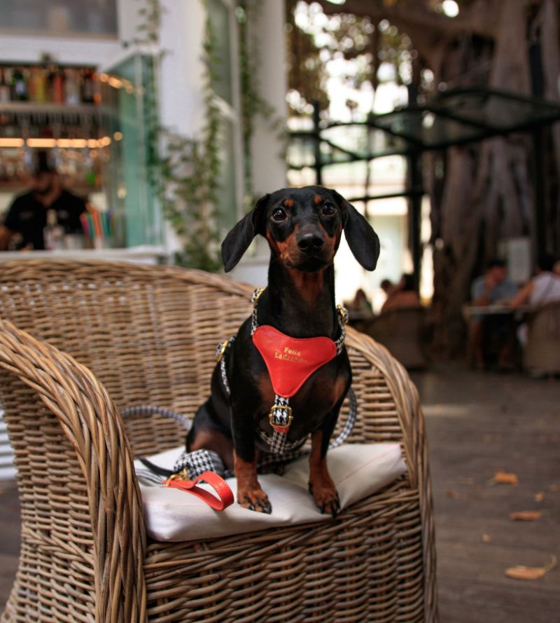 Cómo elegir el arnés perfecto para tu perro