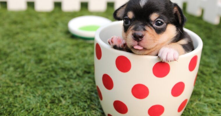 Acepromacina para perros: medicamento de uso veterinario, no casero