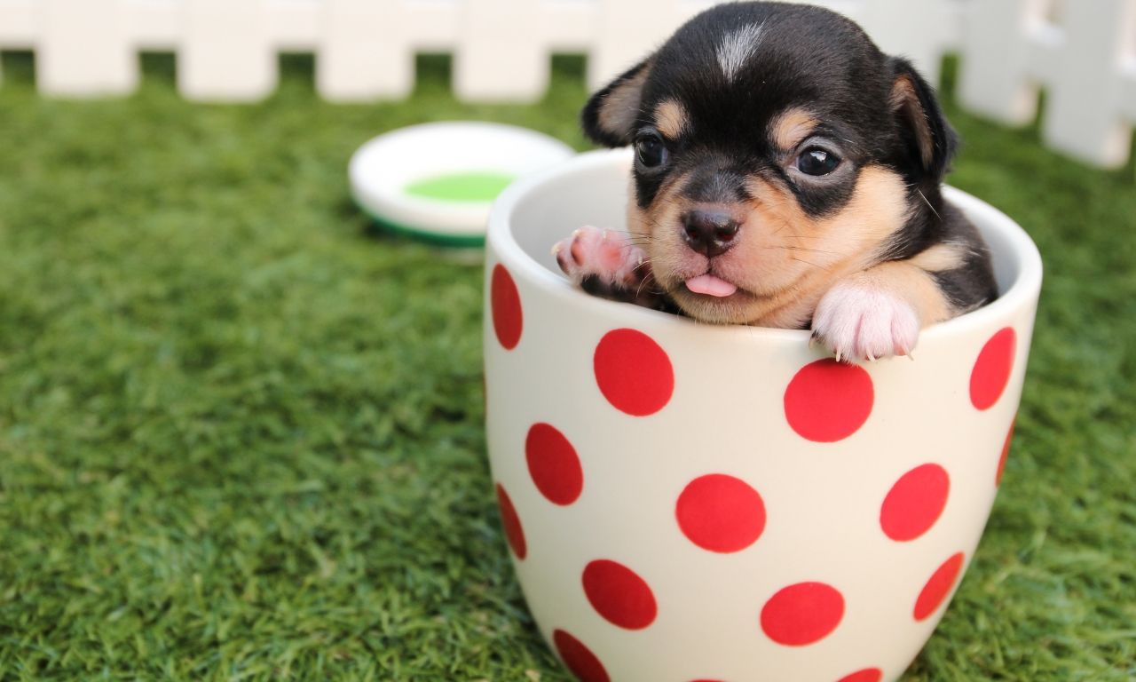 Acepromacina para perros: medicamento de uso veterinario, no casero