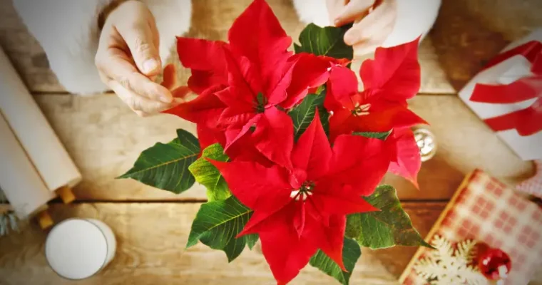 Cómo cuidar la Flor de Pascua para que dure mucho más de Navidad