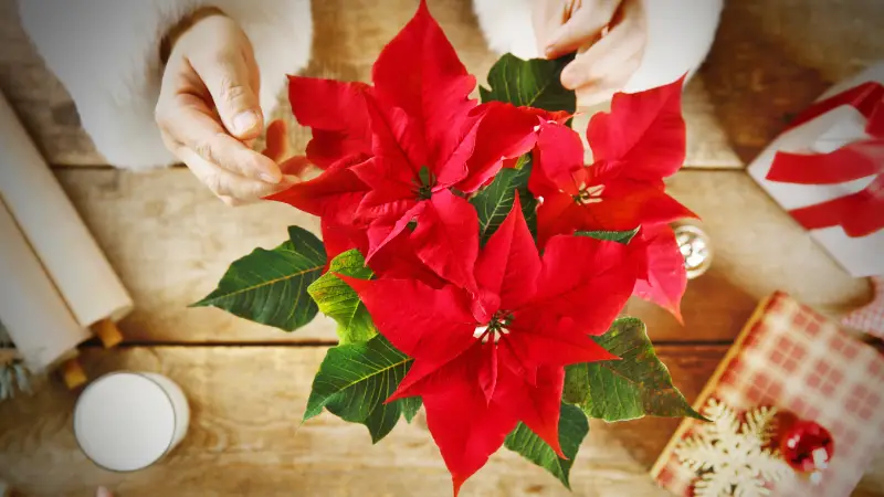 Cómo cuidar la Flor de Pascua para que dure mucho más de Navidad