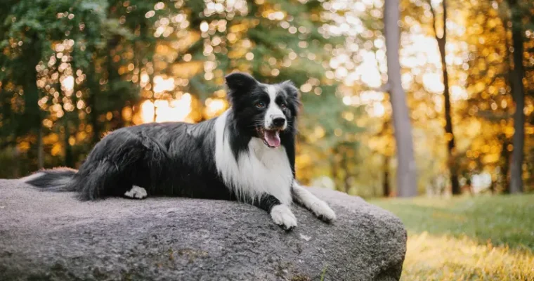 Criadero de Border Collie: cría responsable
