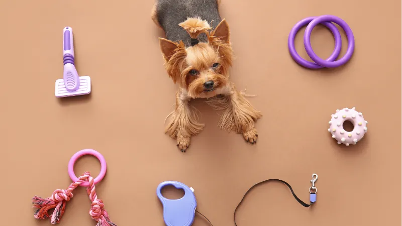Accesorios divertidos para perros: estilo, comodidad y personalidad en cada paseo
